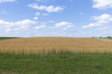 Mavi gökyüzü ve bulutların altında altın buğday tarlası. Buğday tarlası ve bulutlu mavi gökyüzü. Tarım ve gıda konusu