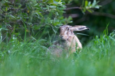 European hare (Lepus europaeus) on a bed in thick grass.