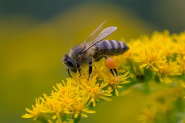 A honey bee (Apis mellifera) works on a flower of Canada goldenrod (Solidago canadensis). A bee on a yellow goldenrod flower with collected pollen.