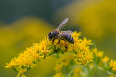 A honey bee (Apis mellifera) works on a flower of Canada goldenrod (Solidago canadensis). A bee on a yellow goldenrod flower with collected pollen.