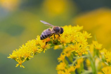 A honey bee (Apis mellifera) works on a flower of Canada goldenrod (Solidago canadensis). A bee on a yellow goldenrod flower with collected pollen.