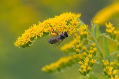 A honey bee (Apis mellifera) works on a flower of Canada goldenrod (Solidago canadensis). A bee on a yellow goldenrod flower with collected pollen.