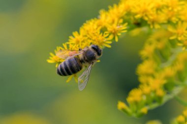 A honey bee (Apis mellifera) works on a flower of Canada goldenrod (Solidago canadensis). A bee on a yellow goldenrod flower with collected pollen.