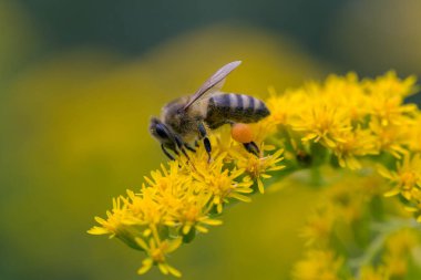 A honey bee (Apis mellifera) works on a flower of Canada goldenrod (Solidago canadensis). A bee on a yellow goldenrod flower with collected pollen.