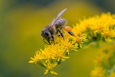 A honey bee (Apis mellifera) works on a flower of Canada goldenrod (Solidago canadensis). A bee on a yellow goldenrod flower with collected pollen.