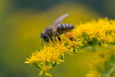 A honey bee (Apis mellifera) works on a flower of Canada goldenrod (Solidago canadensis). A bee on a yellow goldenrod flower with collected pollen.