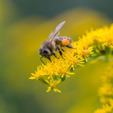 A honey bee (Apis mellifera) works on a flower of Canada goldenrod (Solidago canadensis). A bee on a yellow goldenrod flower with collected pollen.