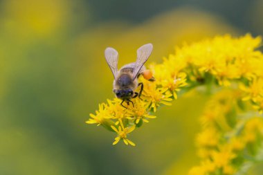 A honey bee (Apis mellifera) works on a flower of Canada goldenrod (Solidago canadensis). A bee on a yellow goldenrod flower with collected pollen.