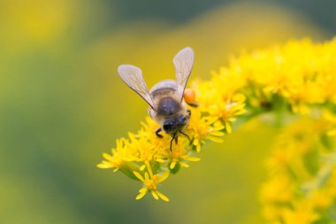 A honey bee (Apis mellifera) works on a flower of Canada goldenrod (Solidago canadensis). A bee on a yellow goldenrod flower with collected pollen.