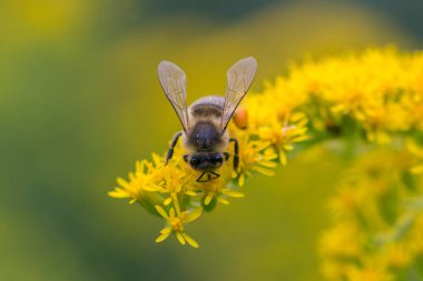 A honey bee (Apis mellifera) works on a flower of Canada goldenrod (Solidago canadensis). A bee on a yellow goldenrod flower with collected pollen.