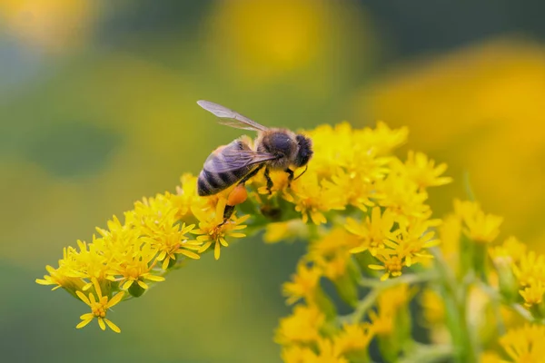 A honey bee (Apis mellifera) works on a flower of Canada goldenrod (Solidago canadensis). A bee on a yellow goldenrod flower with collected pollen.