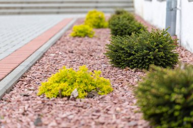 Decorative dwarf tree 