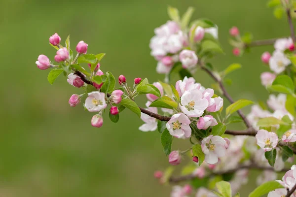 Яблуко Цвіте Весняному Саду Прекрасна Гілка Яблуні Весняному Саду Макро — стокове фото
