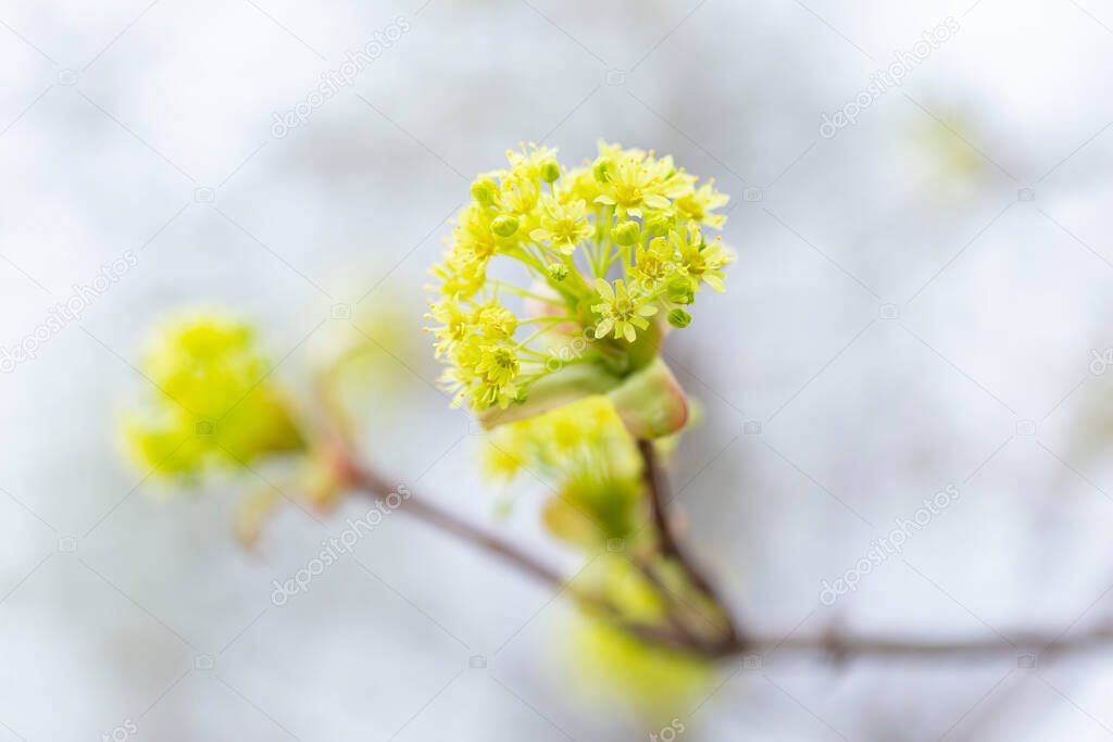 Close-up of flowering Norway maple (Acer platanoides). Acer platanoides Norway maple tree branches in bloom, springtime bright color yellow flowering plant