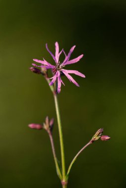 Silene flos-cuculi (Lychnis flos-cuculi), commonly called ragged-robin, is a perennial herbaceous plant in the family Caryophyllaceae. Lychnis flos-cuculi flowers close-up.