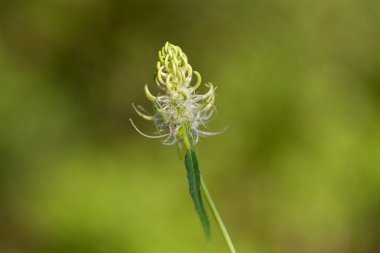 Phyteuma spicatum, the spiked rampion, is a plant in the Campanulaceae family. Phyteuma spicatum flowers, closeup.