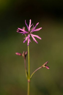 Silene flos-cuculi (Lychnis flos-cuculi), commonly called ragged-robin, is a perennial herbaceous plant in the family Caryophyllaceae. Lychnis flos-cuculi flowers close-up.