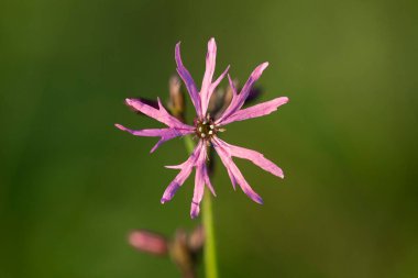 Silene flos-cuculi (Lychnis flos-cuculi), commonly called ragged-robin, is a perennial herbaceous plant in the family Caryophyllaceae. Lychnis flos-cuculi flowers close-up.