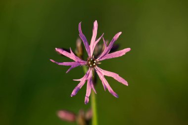 Silene flos-cuculi (Lychnis flos-cuculi), commonly called ragged-robin, is a perennial herbaceous plant in the family Caryophyllaceae. Lychnis flos-cuculi flowers close-up.