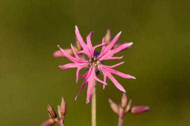 Silene flos-cuculi (Lychnis flos-cuculi), commonly called ragged-robin, is a perennial herbaceous plant in the family Caryophyllaceae. Lychnis flos-cuculi flowers close-up.