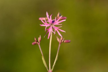 Silene flos-cuculi (Lychnis flos-cuculi), commonly called ragged-robin, is a perennial herbaceous plant in the family Caryophyllaceae. Lychnis flos-cuculi flowers close-up.
