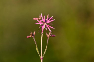 Silene flos-cuculi (Lychnis flos-cuculi), commonly called ragged-robin, is a perennial herbaceous plant in the family Caryophyllaceae. Lychnis flos-cuculi flowers close-up.