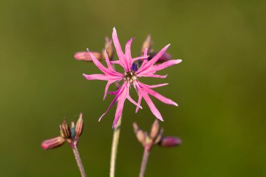 Silene flos-cuculi (Lychnis flos-cuculi), commonly called ragged-robin, is a perennial herbaceous plant in the family Caryophyllaceae. Lychnis flos-cuculi flowers close-up.