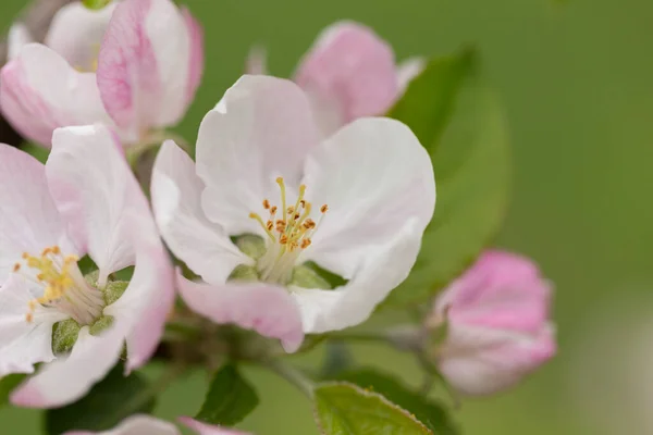 Apple Blossom Spring Garden Beautiful Blooming Apple Tree Branch Spring — ストック写真