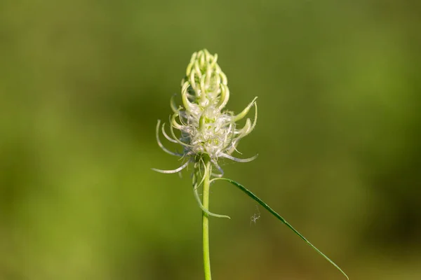 Phyteuma Spicatum Spiked Rampion Plant Campanulaceae Family Phyteuma Spicatum Flowers — Foto de Stock