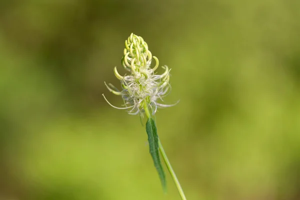 Phyteuma Spicatum Spiked Rampion Plant Campanulaceae Family Phyteuma Spicatum Flowers — Photo