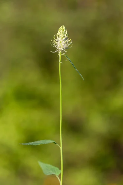 Phyteuma Spicatum Spiked Rampion Plant Campanulaceae Family Phyteuma Spicatum Flowers — 스톡 사진