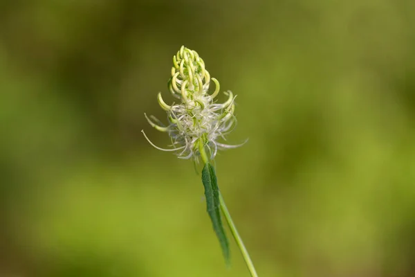 Phyteuma Spicatum Spiked Rampion Plant Campanulaceae Family Phyteuma Spicatum Flowers — Stock fotografie