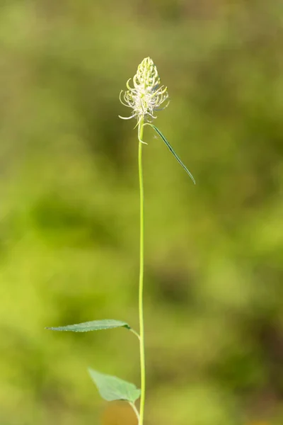 Phyteuma Spicatum Spiked Rampion Plant Campanulaceae Family Phyteuma Spicatum Flowers — 스톡 사진