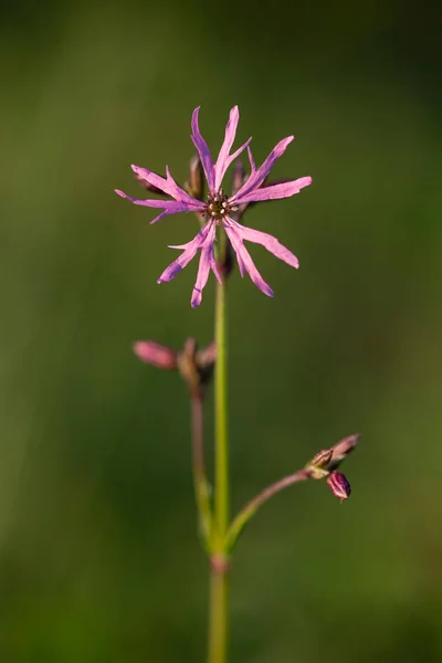 Silene Flos Cuculi Lychnis Flos Cuculi Commonly Called Ragged Robin — Foto Stock