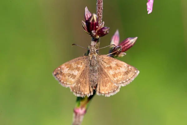Dingy Skipper Erynnis Tages Butterfly Hesperiidae Family Dingy Skipper Butterfly — Stok fotoğraf