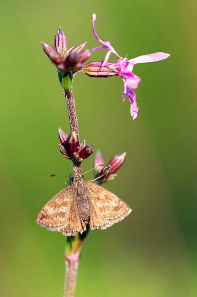 Dingy Skipper Erynnis Tages Butterfly Hesperiidae Family Dingy Skipper Butterfly — Stok fotoğraf