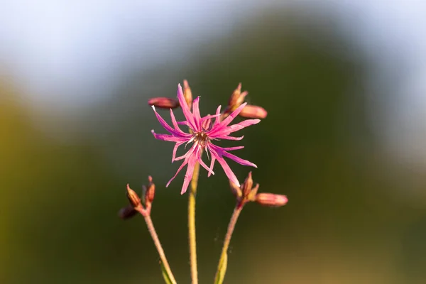 Silene Flos Cuculi Lychnis Flos Cuculi Commonly Called Ragged Robin — kuvapankkivalokuva