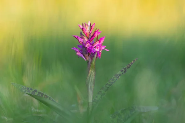 Western Marsh Orchid Dactylorhiza Majalis Nature Dactylorhiza Majalis Broad Leaved — Stock fotografie