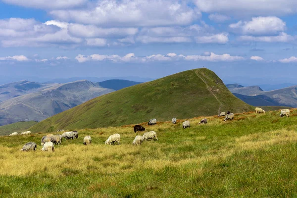 Sheep Boundless Carpathian Meadows Svidovets Mountain Massif Carpathians Ukraine Traditional — Stock Photo, Image