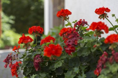 Red pelargoniums bloom en masse on the wall of the house, an example of landscaping pergola and house wall. red Pelargonium in the garden. Red geranium pelargonium background.