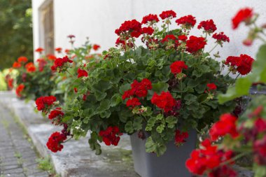 Red pelargoniums bloom en masse on the wall of the house, an example of landscaping pergola and house wall. red Pelargonium in the garden. Red geranium pelargonium background.