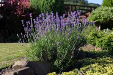 The flowering of lavender bushes in the garden, an example of the use of lavender in landscaping. Lavender flowers in a flower garden in summer. Selective focus.