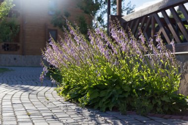 White hosta flower blooms in the park, beautiful summer light. Purple hosta flowers in the park. Hosta plantaginea shade-loving garden plant family Asparagaceae.