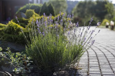 The flowering of lavender bushes in the garden, an example of the use of lavender in landscaping. Lavender flowers in a flower garden in summer. Selective focus.