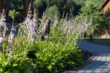 White hosta flower blooms in the park, beautiful summer light. Purple hosta flowers in the park. Hosta plantaginea shade-loving garden plant family Asparagaceae.