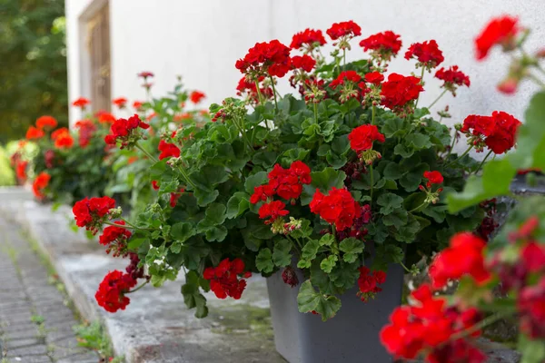 Red pelargoniums bloom en masse on the wall of the house, an example of landscaping pergola and house wall. red Pelargonium in the garden. Red geranium pelargonium background.
