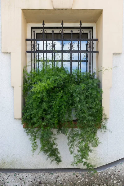 Όμορφα Σπαράγγια Σπαράγγια Densiflorus Μια Κατσαρόλα Ένα Διακοσμητικό Αμπελόφυτο Φυτό — Φωτογραφία Αρχείου