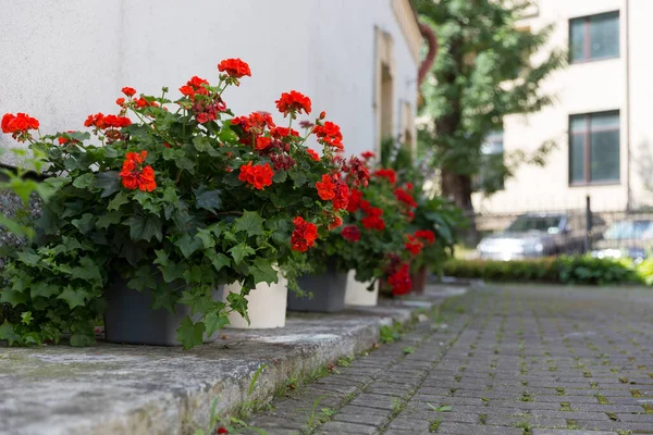 Red Pelargoniums Bloom Masse Wall House Example Landscaping Pergola House — Foto Stock