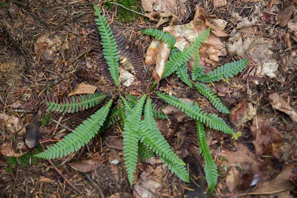 Struthiopteris Spicant Syn Blechnum Spicant Species Fern Family Blechnaceae — Foto Stock