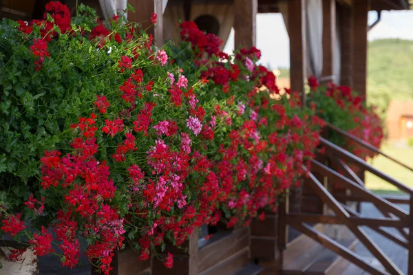 Red Pelargoniums Bloom Masse Wall House Example Landscaping Pergola House — Stockfoto